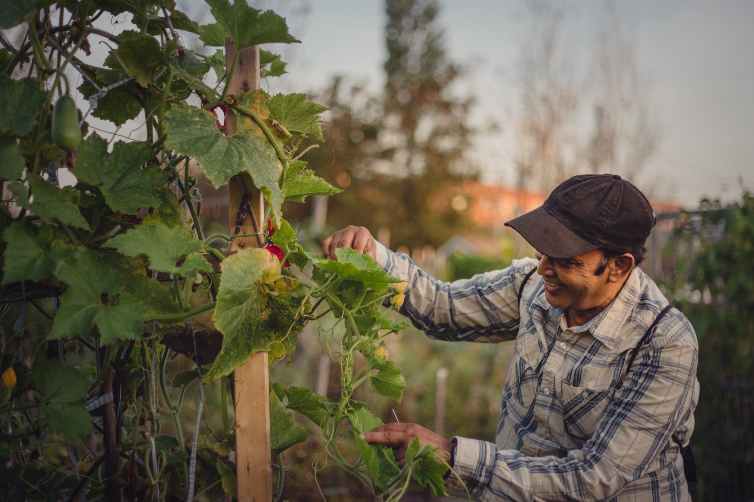 Rosemont–La Petite-Patrie soutient l'innovation en agriculture urbaine