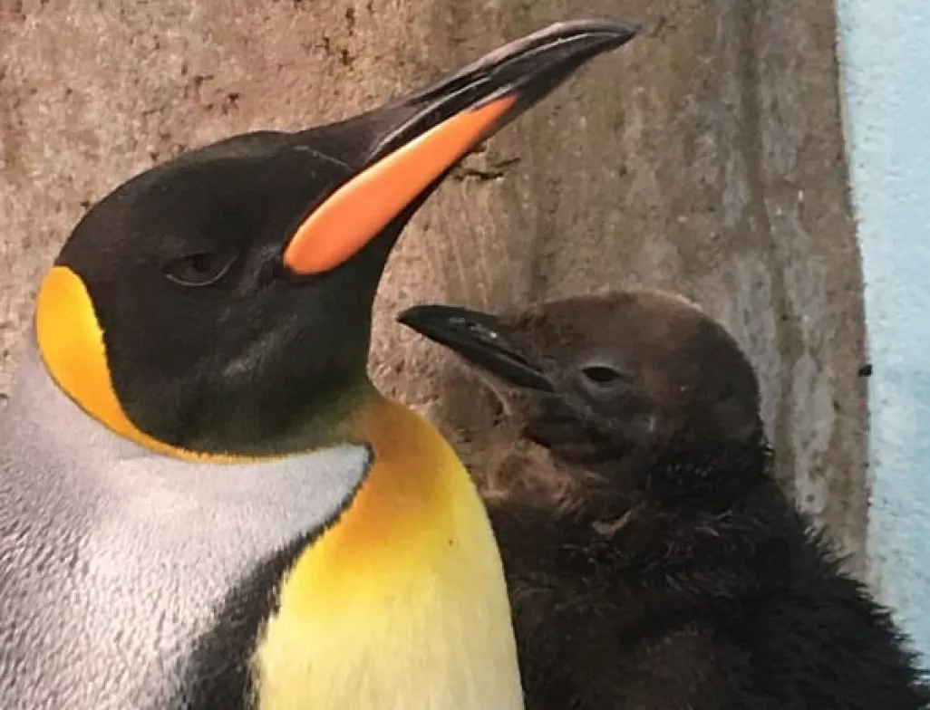 Naissance d'un manchot royal au biodôme