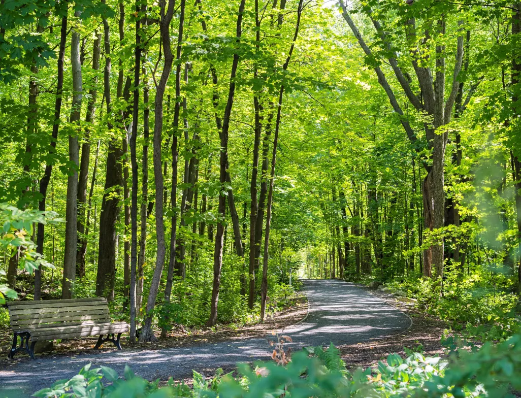 Vers un agrandissement important du parc-nature du Bois-de-Saraguay