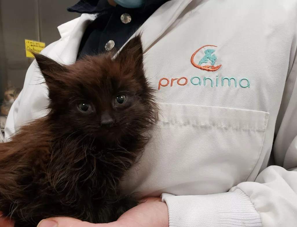 Pour la création d'un refuge animalier à Montréal