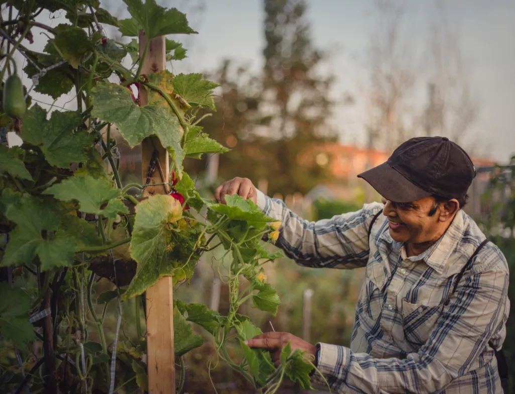 Rosemont-La Petite-Patrie supports innovation in urban agriculture