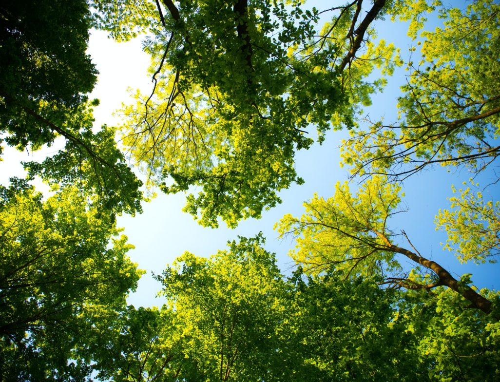 La Ville de Montréal dévoile son bilan du programme de la forêt urbaine pour l'année 2021