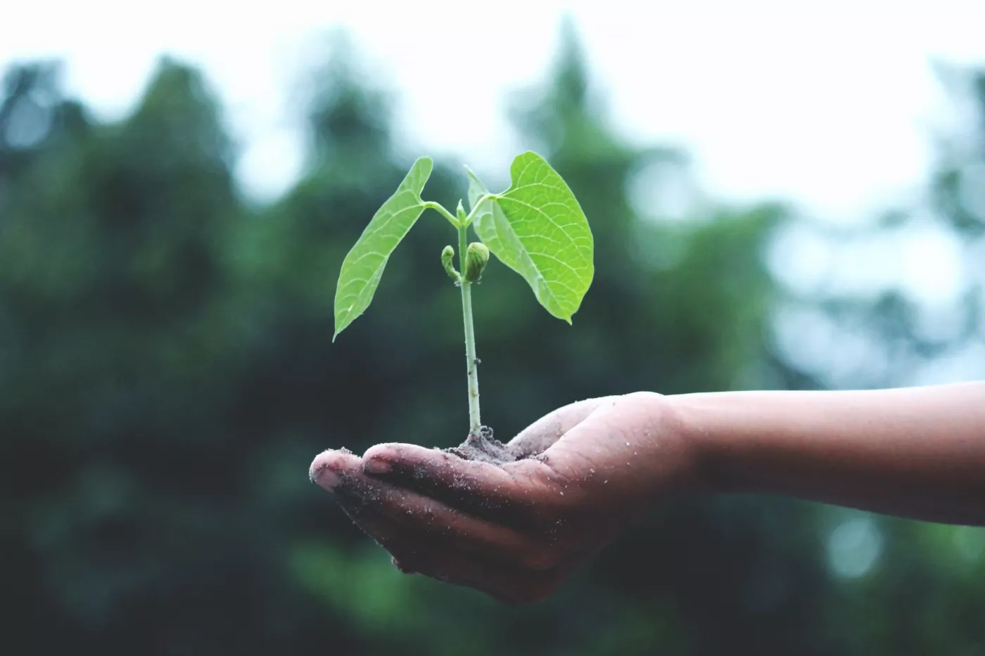 En route vers la COP 15 : Montréal s'associe à Transition en Commun, une alliance citoyenne pour la transition écologique