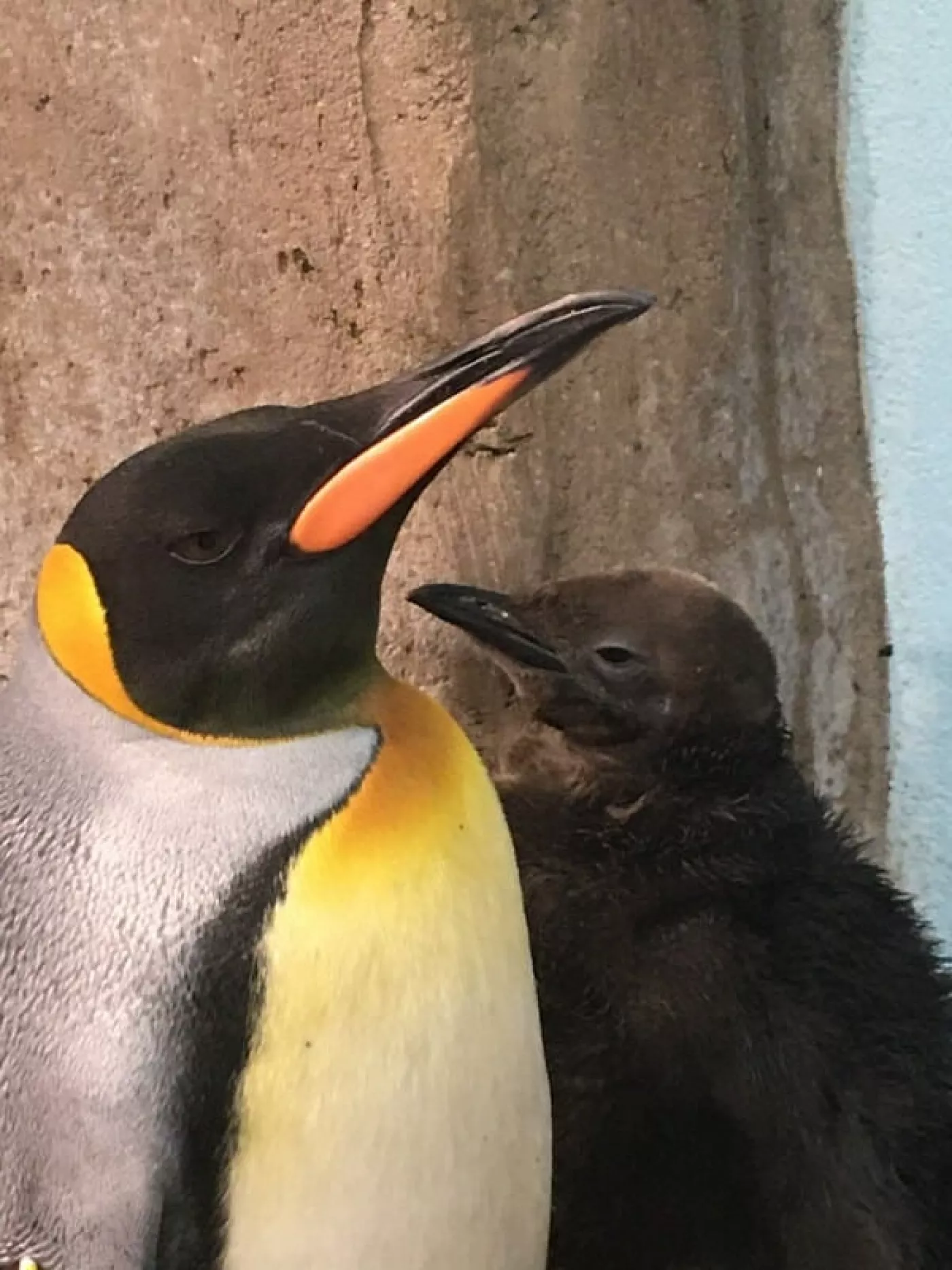 Naissance d'un manchot royal au biodôme