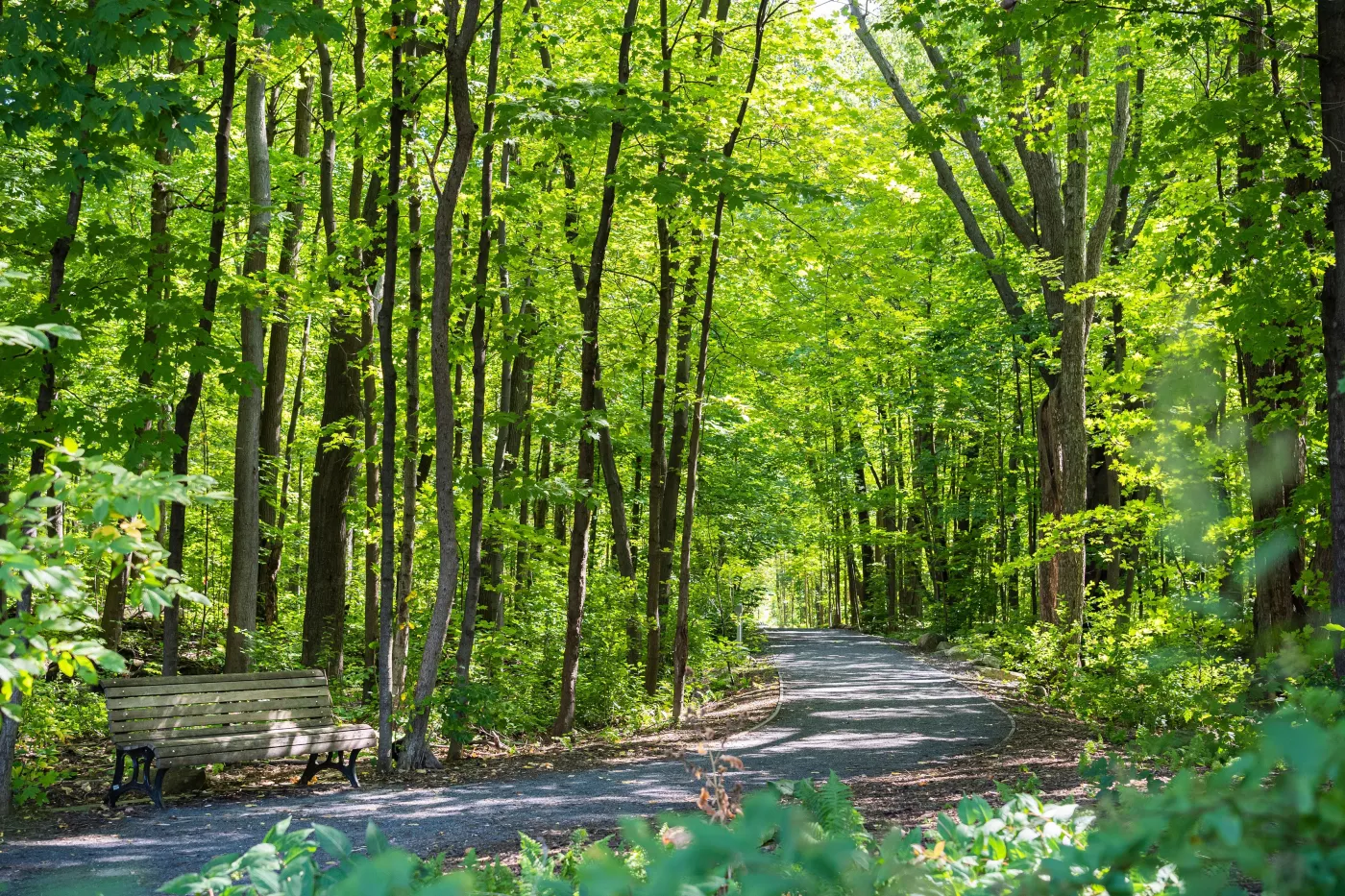 Vers un agrandissement important du parc-nature du Bois-de-Saraguay