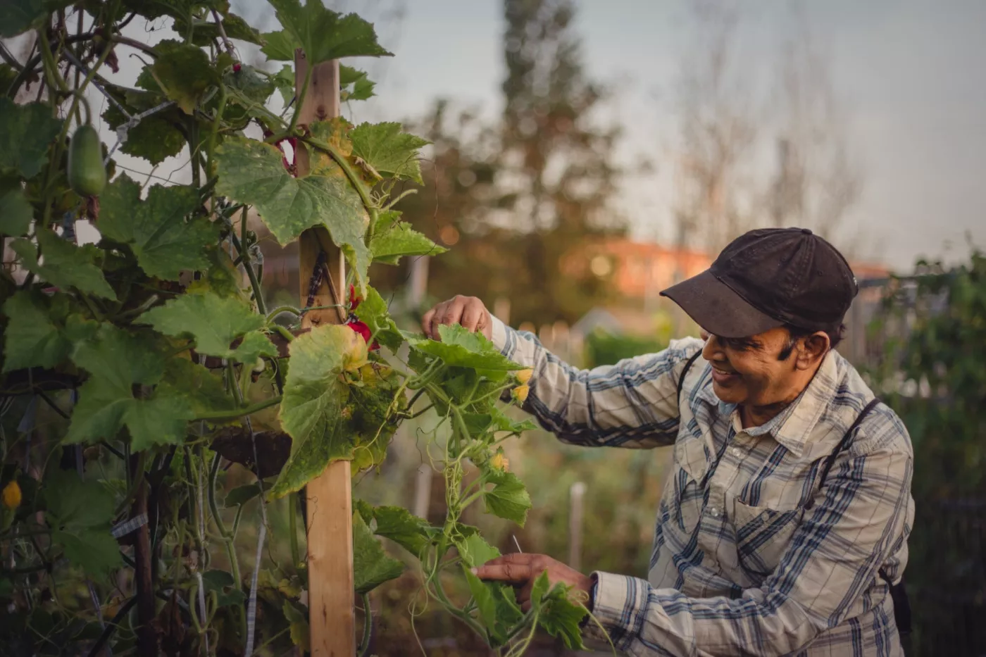 Rosemont-La Petite-Patrie supports innovation in urban agriculture