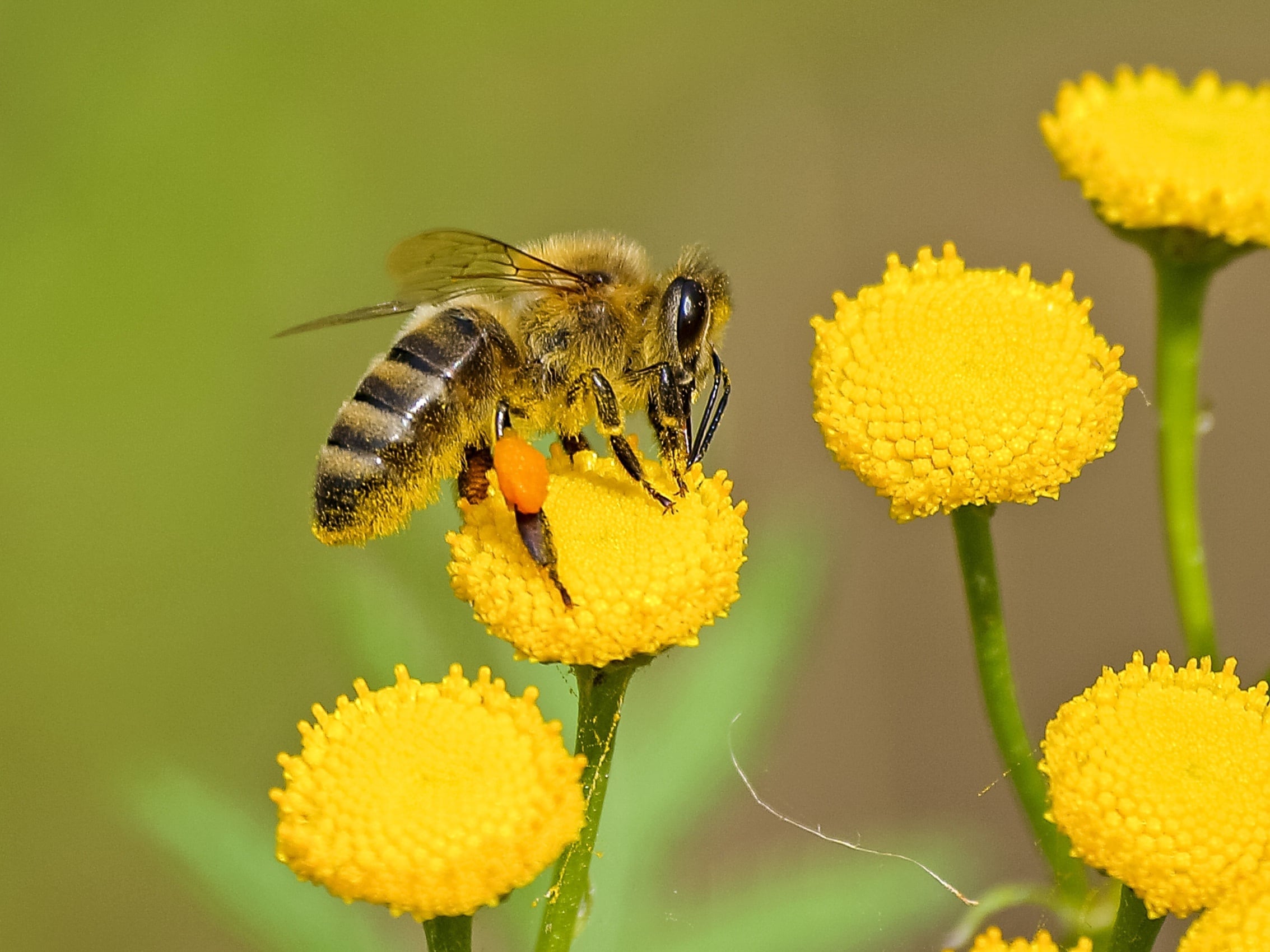 En route vers la COP 15 | La Ville adopte le plan Montréal : territoire de biodiversité par la protection des pollinisateurs